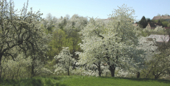 Obstblüte bei Meißen
